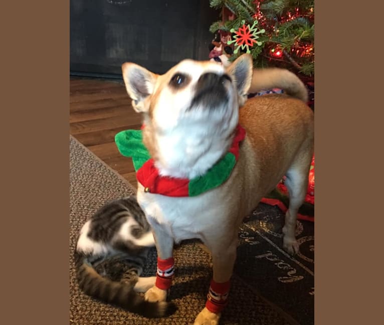 Frankie, a Chihuahua and Miniature Pinscher mix tested with EmbarkVet.com