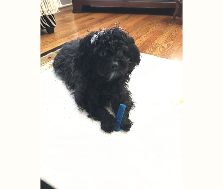 Archer, a Poodle (Small) and Shih Tzu mix tested with EmbarkVet.com