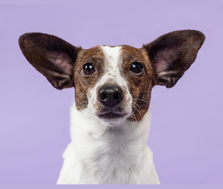 Rat terrier dachshund mix discount