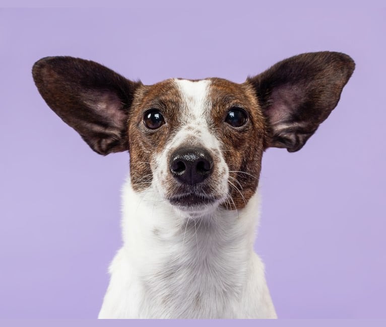 Bubbie, a Rat Terrier and Dachshund mix tested with EmbarkVet.com