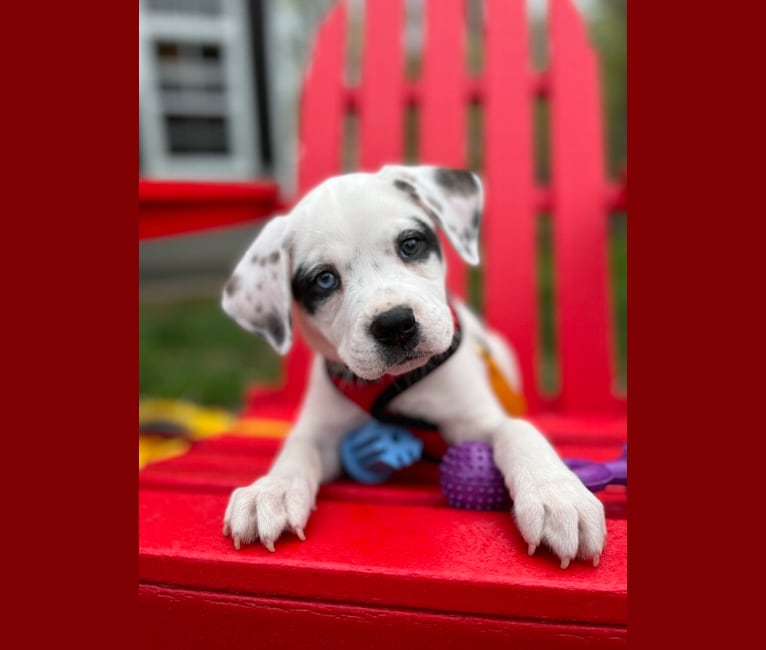 Photo of Ziggy, a Boxer, Miniature Pinscher, American Bulldog, and Chow Chow mix in Fredericksburg, Virginia, USA