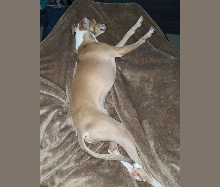 Chase Anthony, an Italian Greyhound tested with EmbarkVet.com
