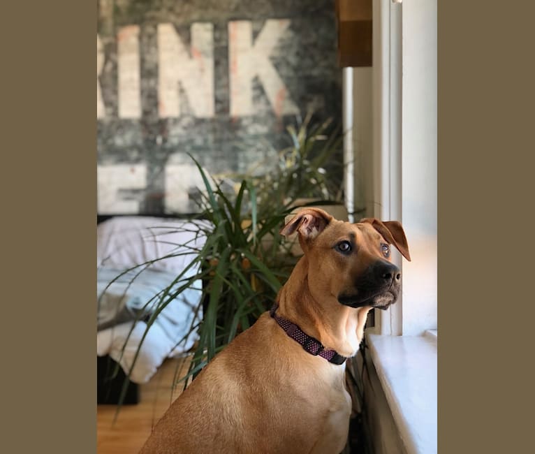 embark dog dna test breed