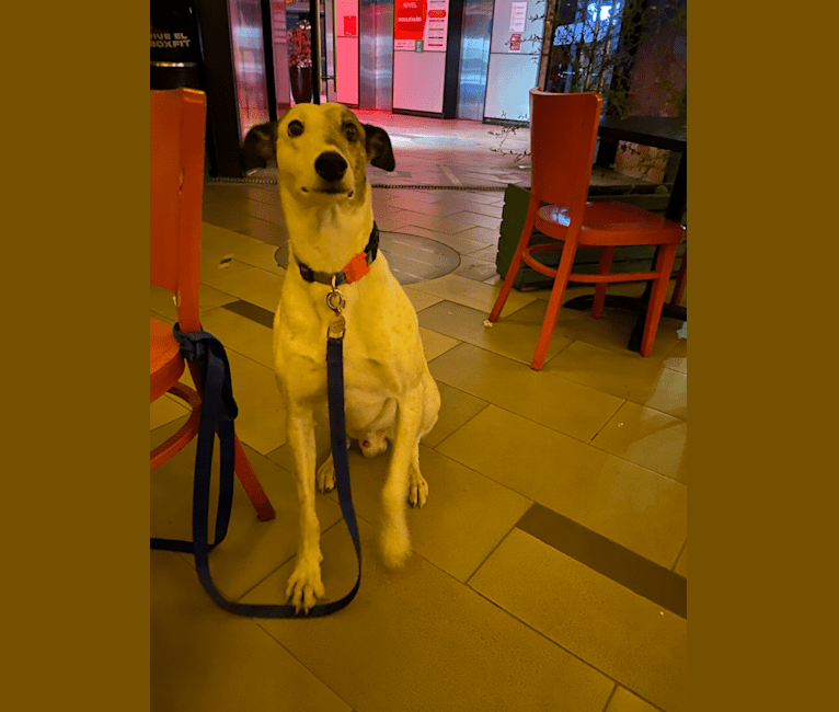 Photo of Kenzō, a Greyhound and American Village Dog mix in San Carlos, Ñuble, Chile