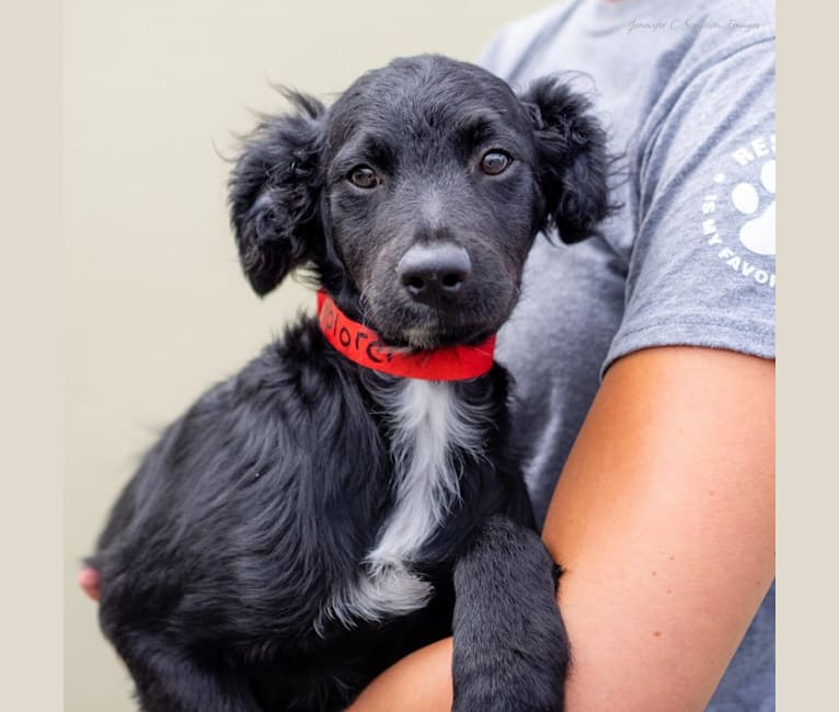 Jerry Garcia, a Chihuahua and Poodle (Small) mix tested with EmbarkVet.com