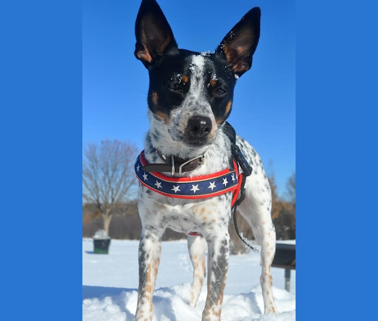 Australian cattle dog top and chihuahua mix
