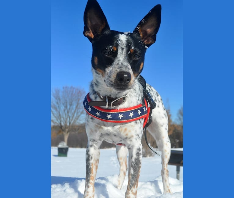 Hank, an Australian Cattle Dog and Chihuahua mix tested with EmbarkVet.com