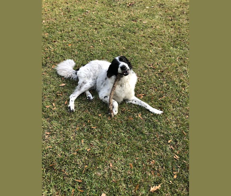 Embark Dog DNA Test Breed