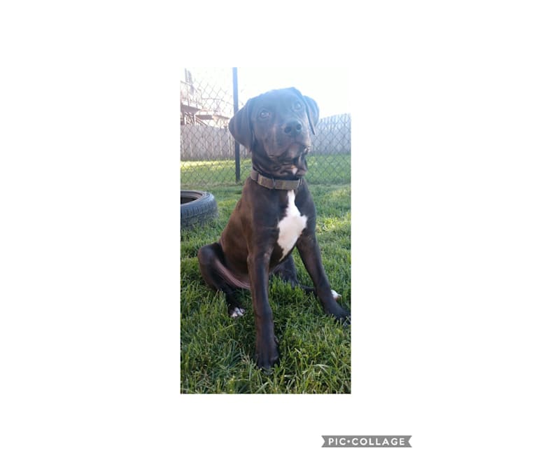 Photo of Duke, an American Pit Bull Terrier, Beagle, and Mixed mix in Bamberg, South Carolina, USA