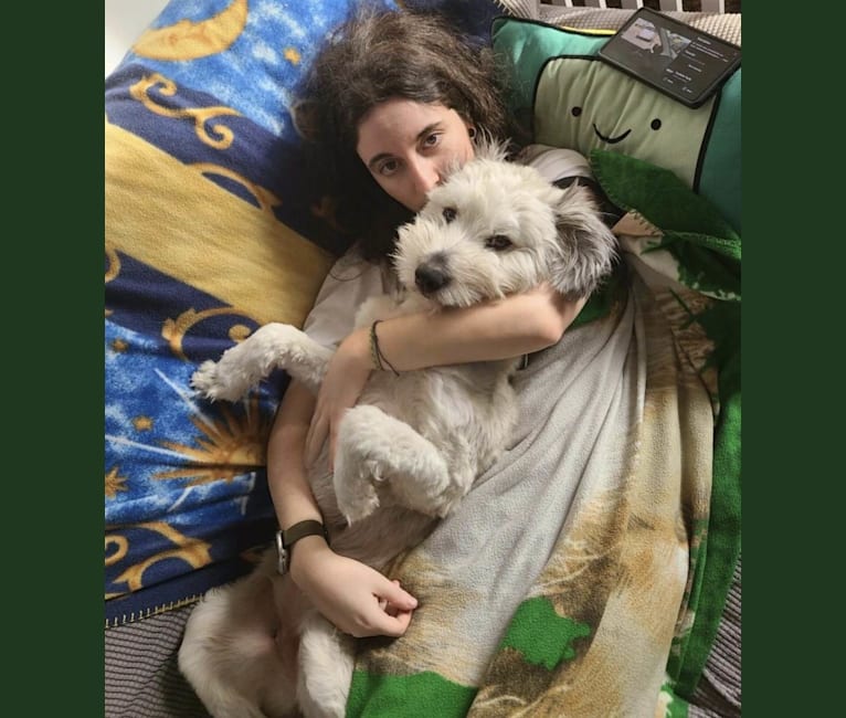 Keeshond poodle cheap mix