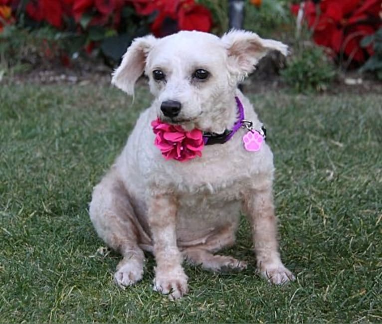 Winnie, a Chihuahua and Poodle (Small) mix tested with EmbarkVet.com