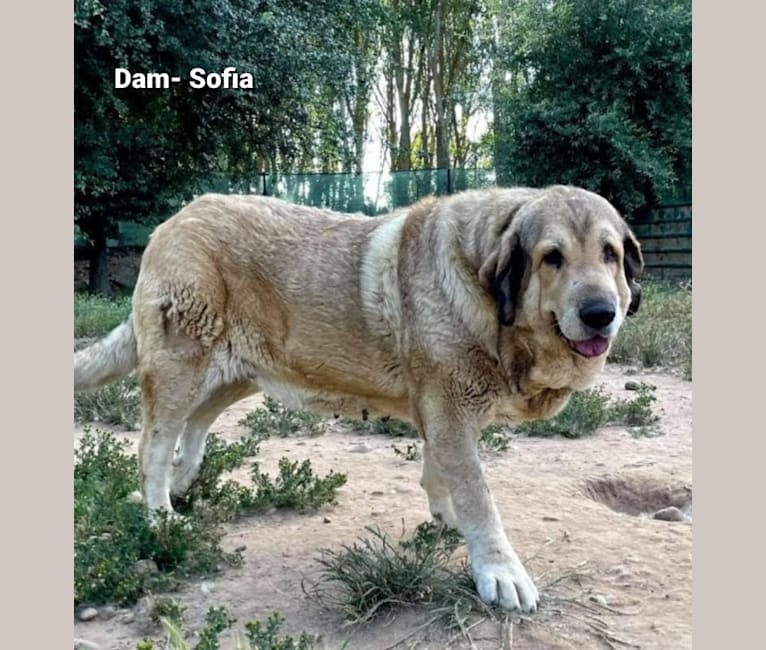 Photo of Silice de la Reguera, a Spanish Mastiff  in León, Spain