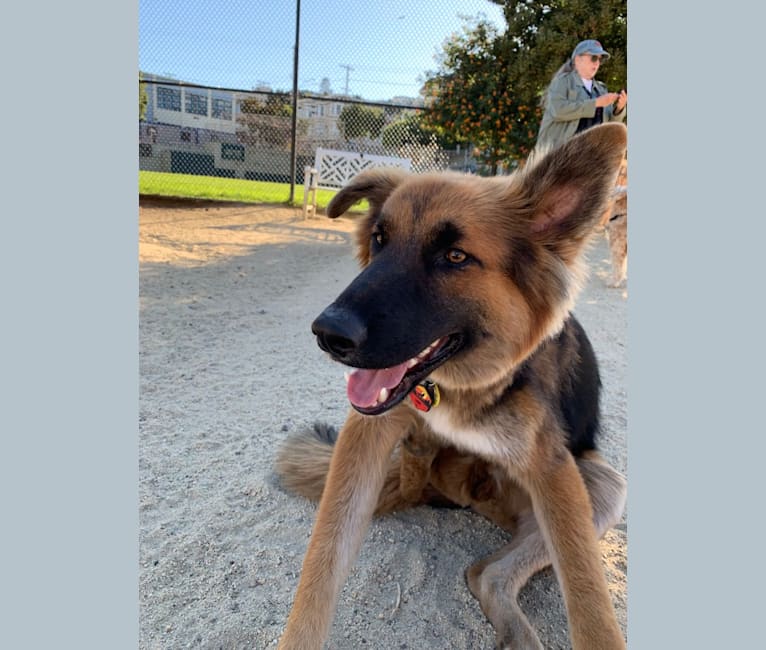 Lobo, a German Shepherd Dog and Siberian Husky mix tested with EmbarkVet.com