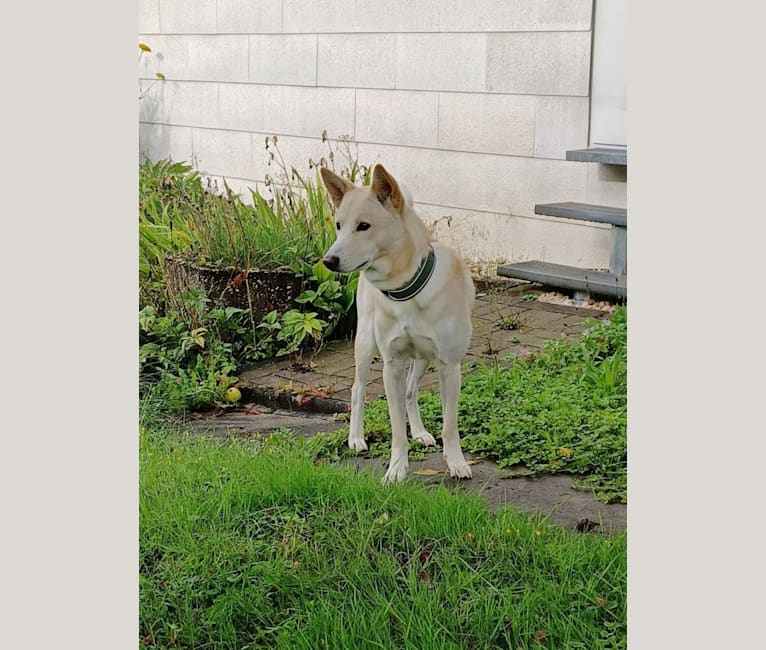Sai, a Canaan Dog tested with EmbarkVet.com