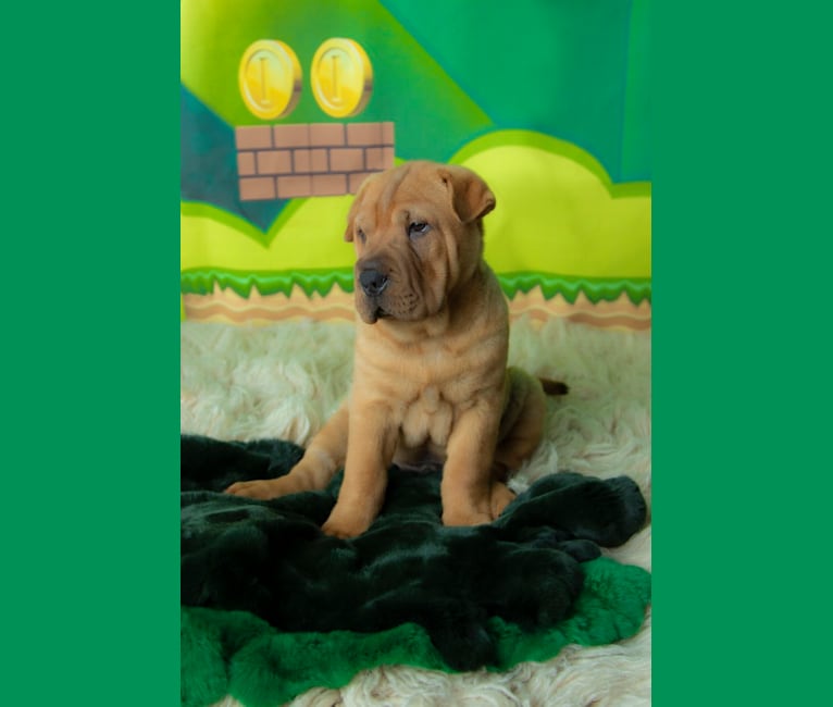 Photo of Biggie Small, a Chinese Shar-Pei  in Texas City, TX, USA