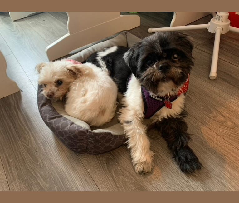 DAJ, a Shih Tzu tested with EmbarkVet.com