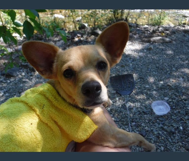 Tucker, a Chihuahua and Dachshund mix tested with EmbarkVet.com