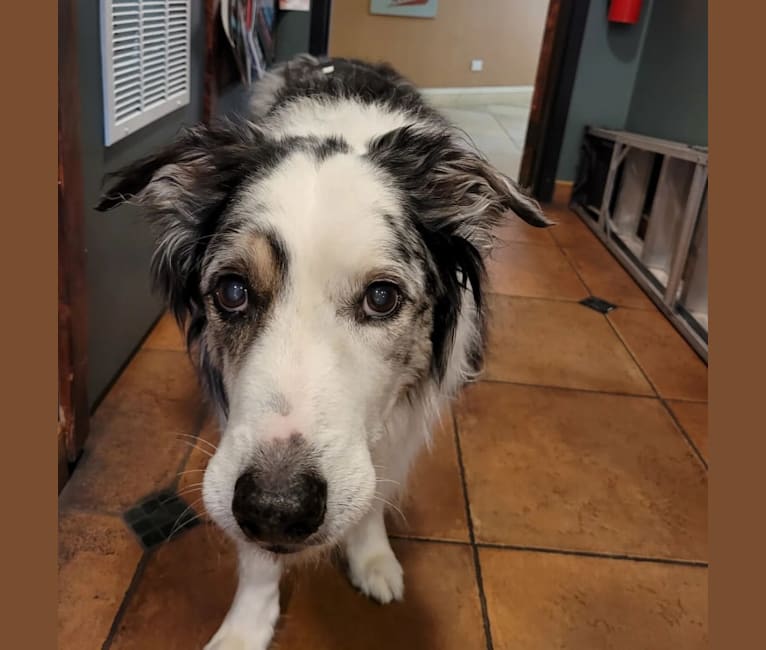 Darby, a Border Collie and Australian Shepherd mix tested with EmbarkVet.com