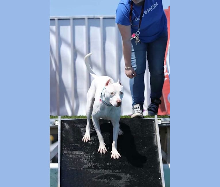 Versailles, an American Pit Bull Terrier tested with EmbarkVet.com