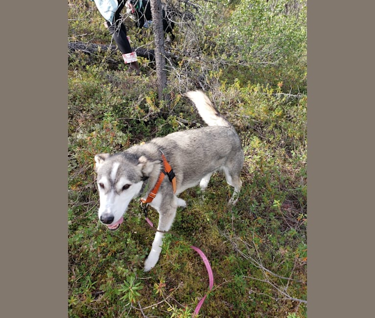 Toby, an Alaskan-type Husky tested with EmbarkVet.com