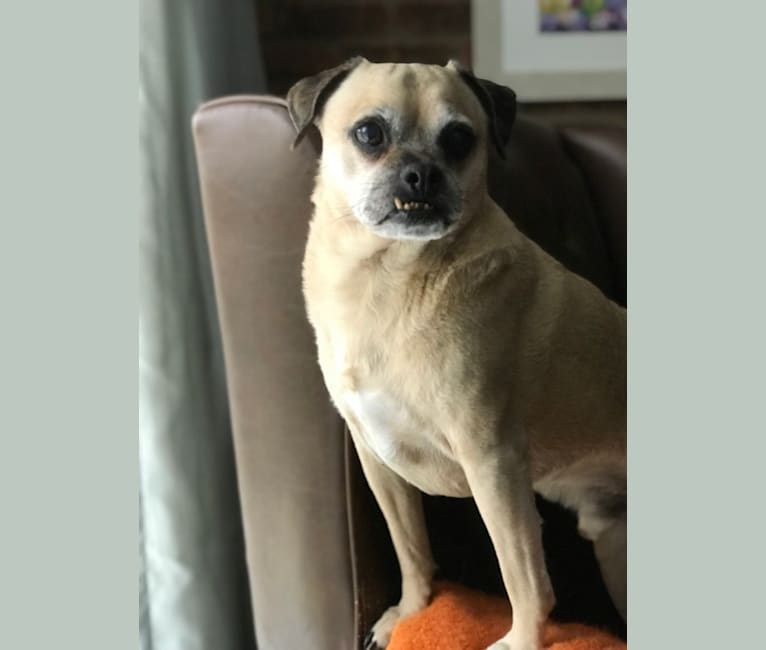 Pug and rat terrier mix deals