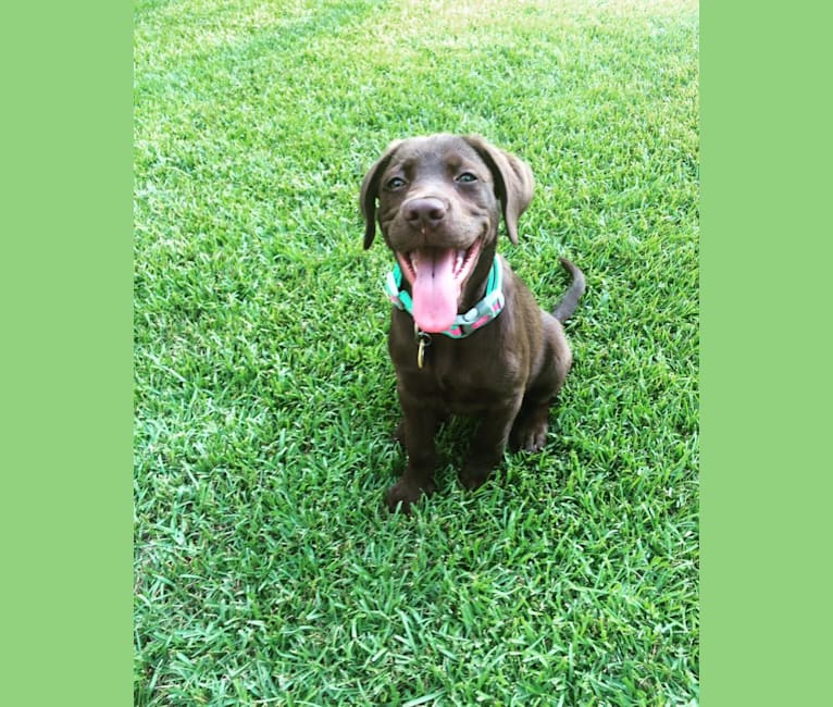 Jessie, a Labrador Retriever and German Shepherd Dog mix tested with EmbarkVet.com