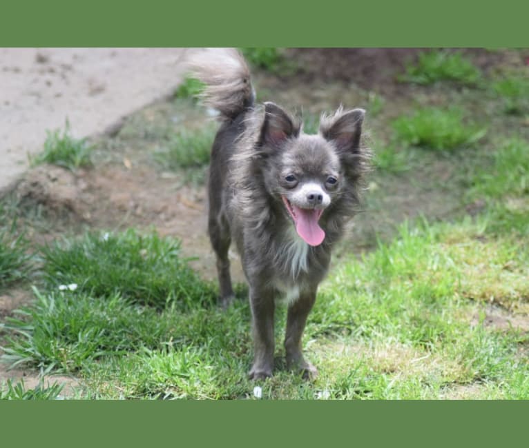 Kenzington, a Chihuahua tested with EmbarkVet.com