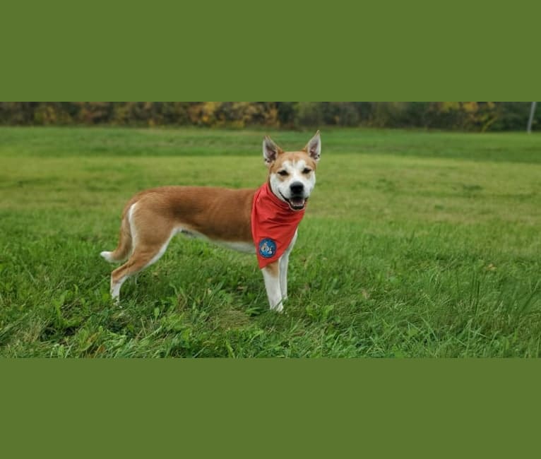 Joe, a Carolina Dog tested with EmbarkVet.com