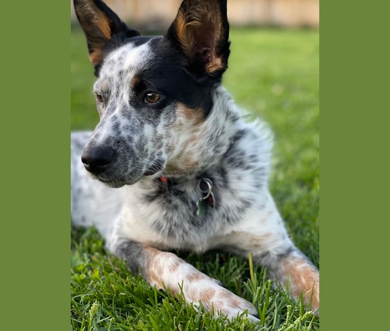 Ora, an Australian Cattle Dog and Rottweiler mix tested with EmbarkVet.com