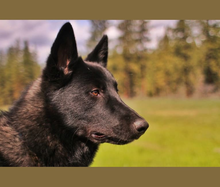 Warden, a Karelian Bear Dog and Irish Wolfhound mix tested with EmbarkVet.com