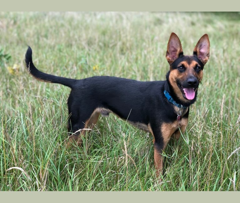 Embark Dog DNA Test Breed