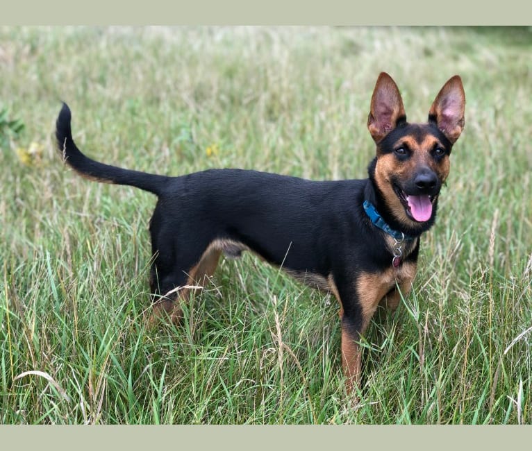 Marvin, a German Shepherd Dog and Miniature Pinscher mix tested with EmbarkVet.com