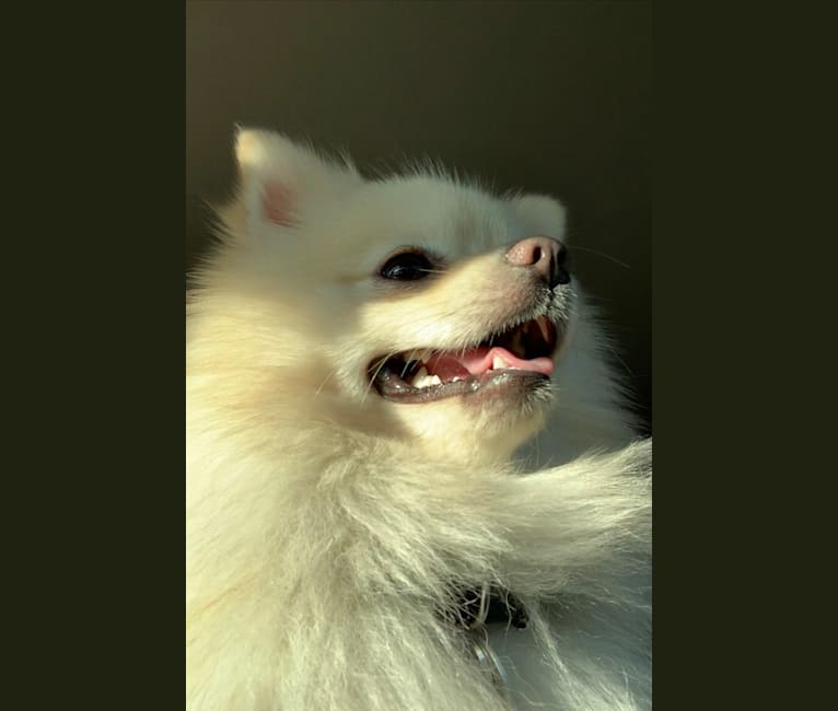 Koda, a Pomeranian tested with EmbarkVet.com