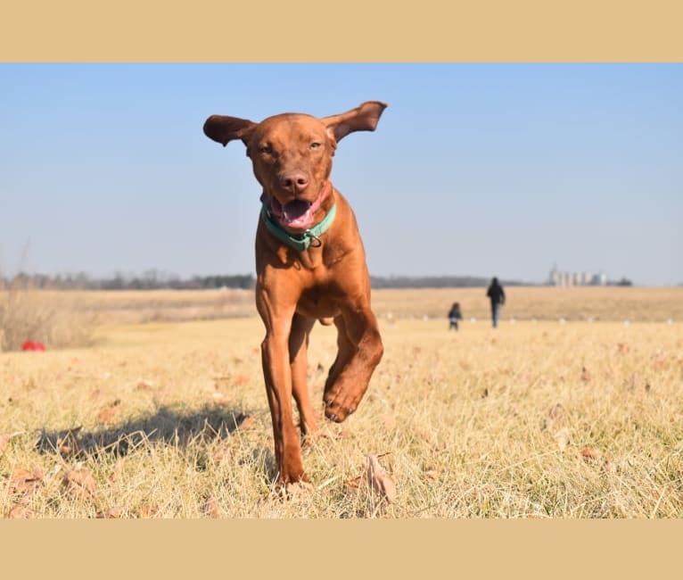Photo of Trout, a Vizsla  in Zionsville, IN, USA