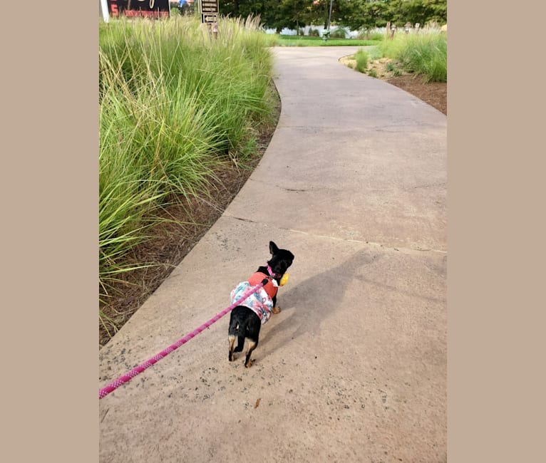 Photo of Lola, a Chihuahua, Miniature Pinscher, and Mixed mix in Arcadia, Florida, USA