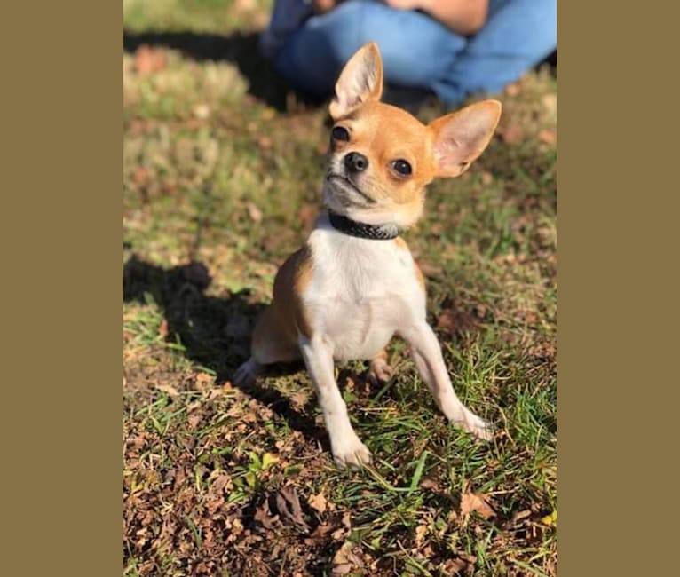 Photo of Joey, a Chihuahua 