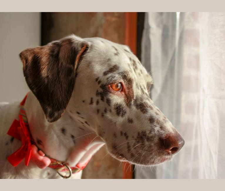 Amelie, a Dalmatian and Brittany mix tested with EmbarkVet.com