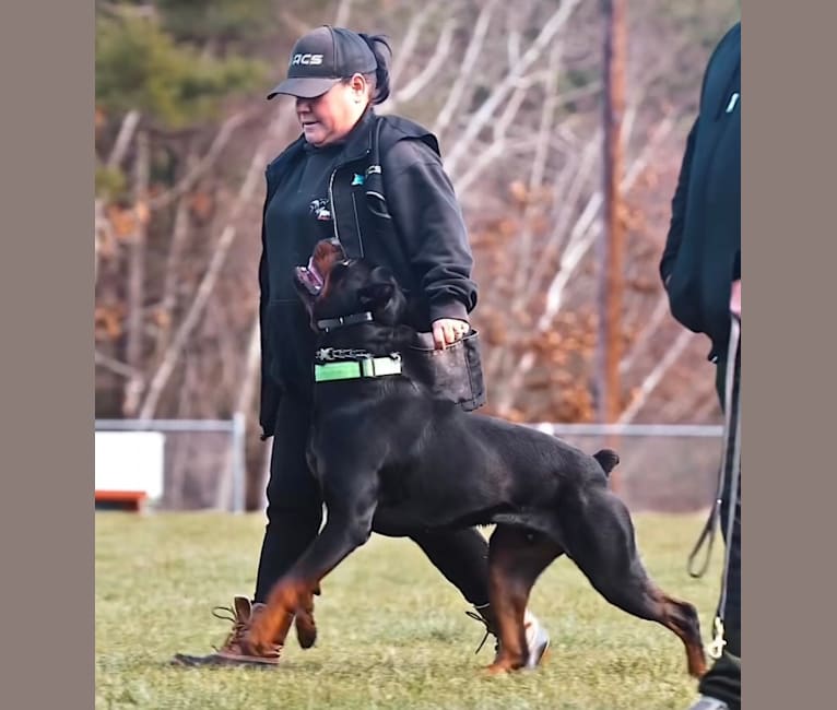 Kratos Raiju, a Rottweiler tested with EmbarkVet.com