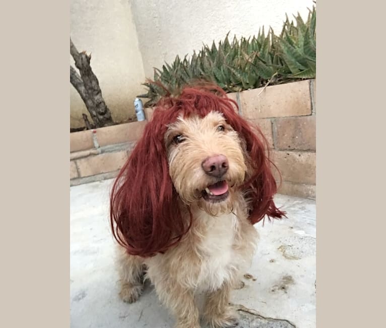 Photo of George, a Basset Hound, Poodle (Small), and Mixed mix in Rialto, California, USA