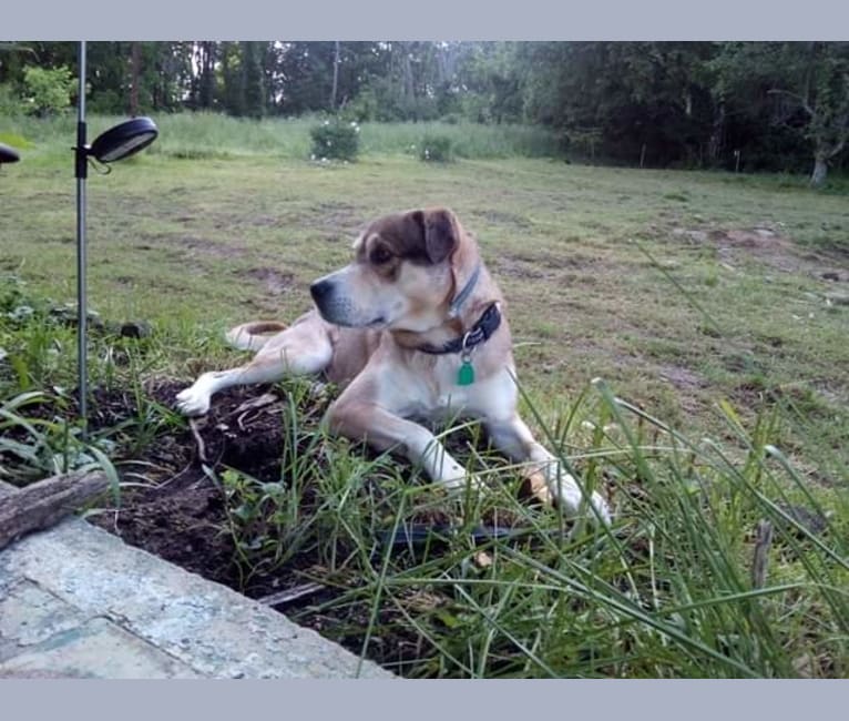 Bucco, an American English Coonhound and Labrador Retriever mix tested with EmbarkVet.com