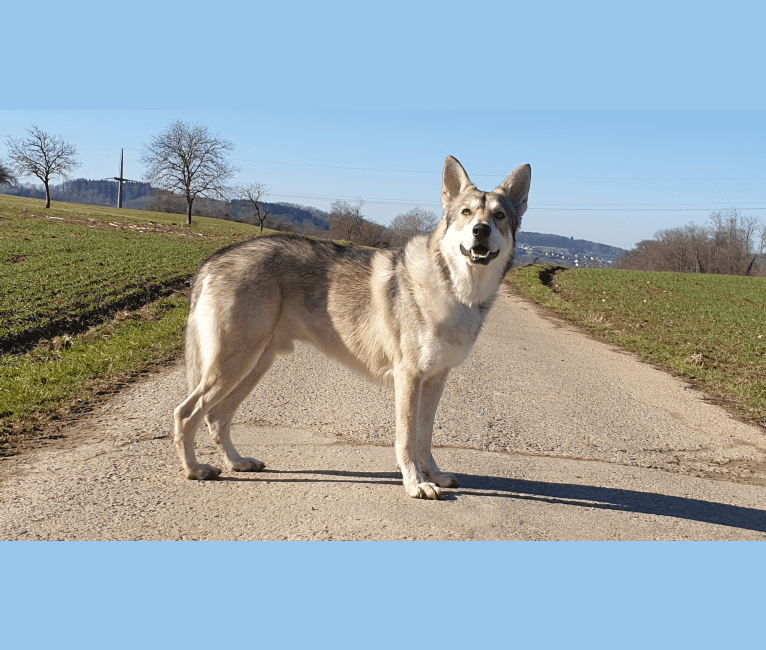 Cyrian Corvo Netis Tala, a Saarloos Wolfdog tested with EmbarkVet.com