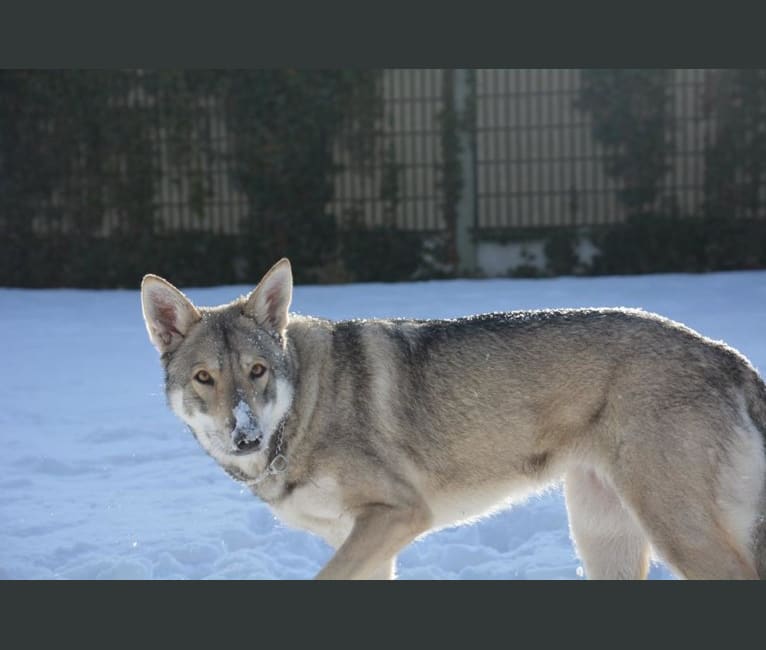 Surprise Wolfdog “Guess the Content” Embark Results! : r/Wolfdogs