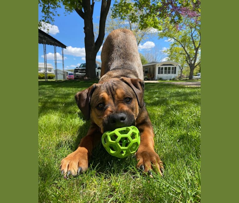 Lenny, a Rottweiler and American Pit Bull Terrier mix tested with EmbarkVet.com