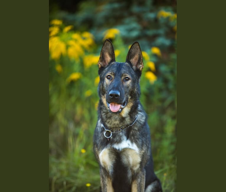 Mittens, a German Shepherd Dog tested with EmbarkVet.com