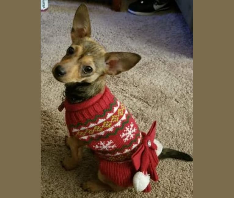 FOXY, a Chihuahua and Yorkshire Terrier mix tested with EmbarkVet.com