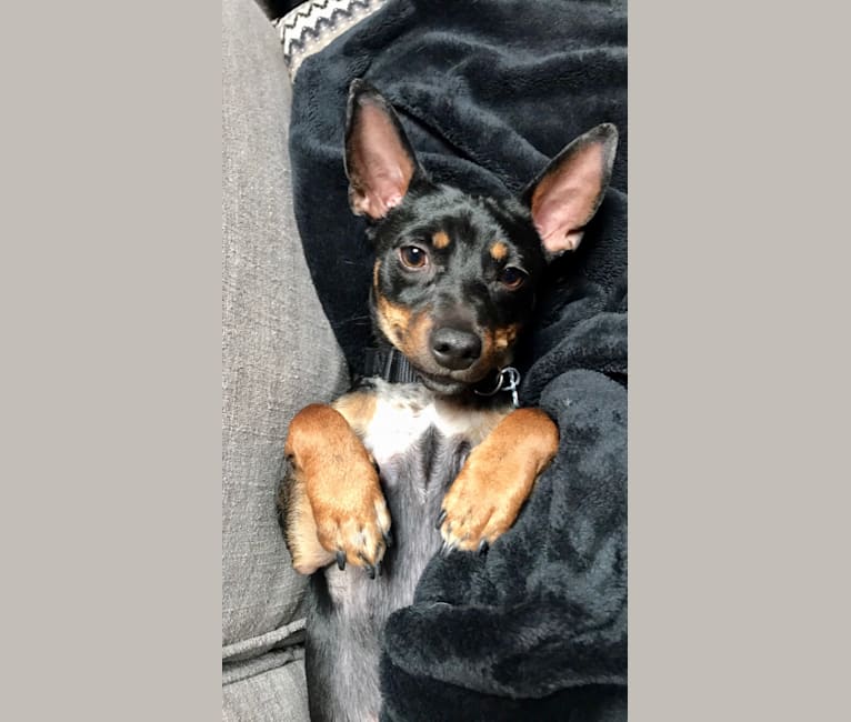 Rat terrier mini pinscher mix 2025