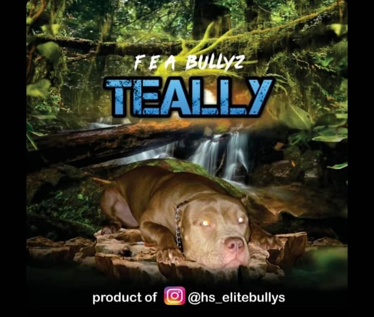 Teally, an American Bully tested with EmbarkVet.com