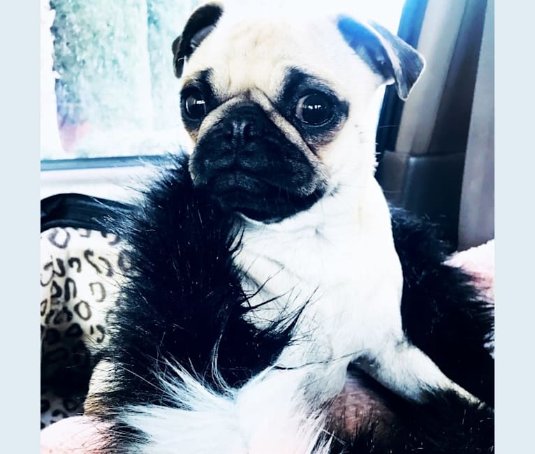 Penny Lane, a Pug tested with EmbarkVet.com