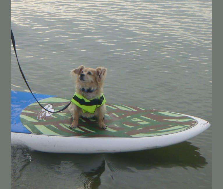 Sunny, a Cocker Spaniel and Chihuahua mix tested with EmbarkVet.com