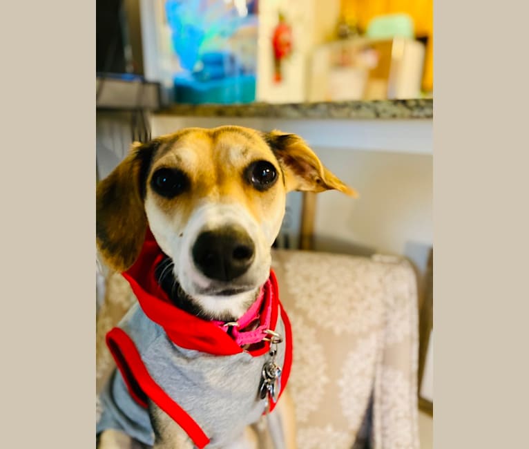Photo of Star, a Beagle, Chihuahua, German Shepherd Dog, and Mixed mix in Indiana, USA
